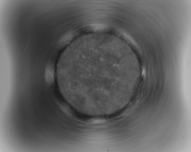 X0000099940644200805231252