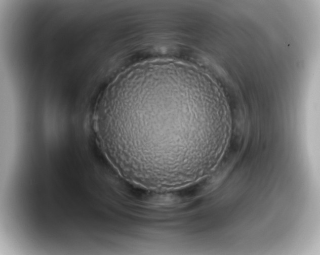 X0000099940659200805231252