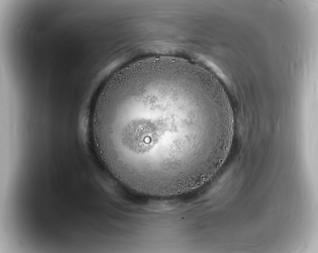 X0000099940679200805231252
