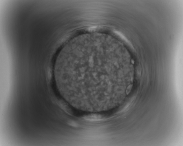 X0000099940691200805231252