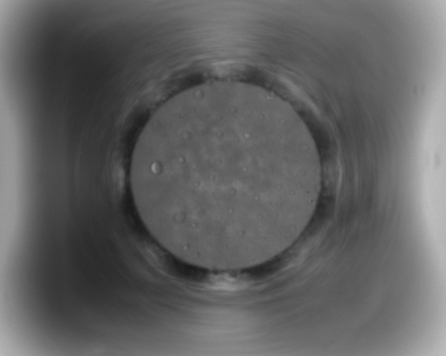X0000099940703200805231252