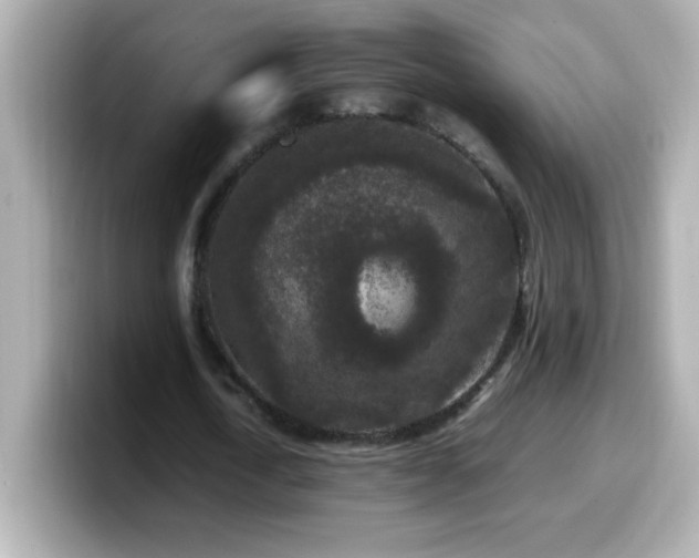 X0000099940722200805231251