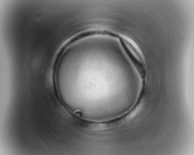 X0000099940783200805231250