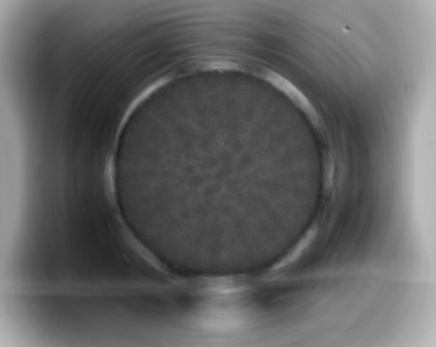 X0000099940798200805231250
