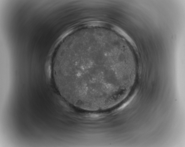 X0000099940829200805231249