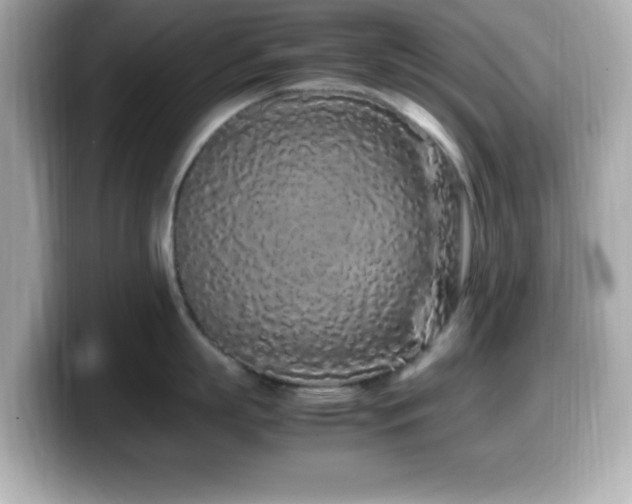 X0000099940863200805231250