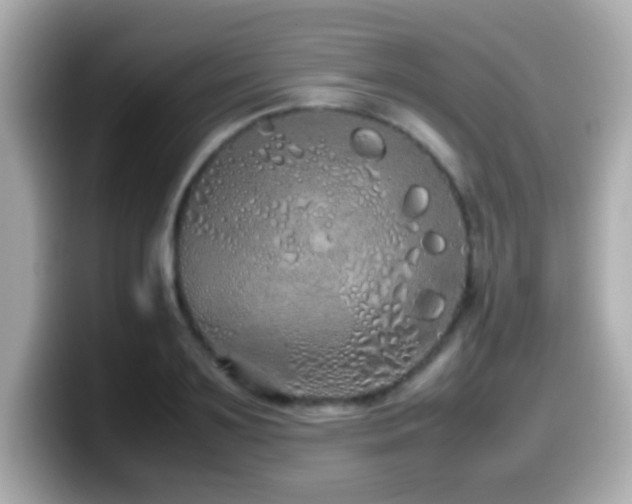 X0000099940891200805231249
