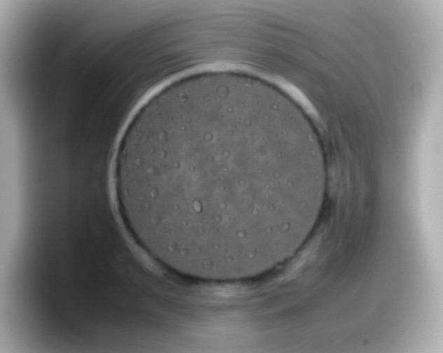 X0000099940895200805231249