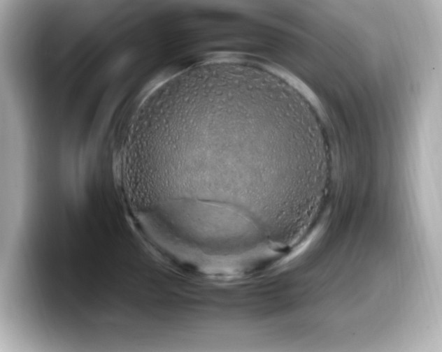 X0000099940953200805231249