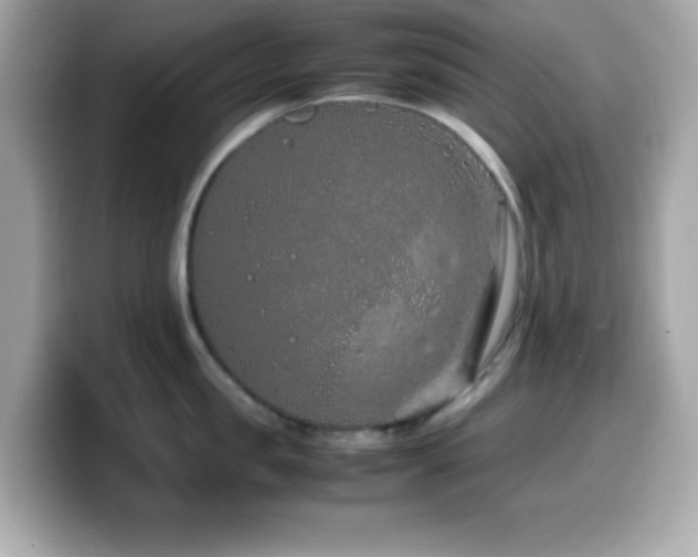 X0000099940957200805231249