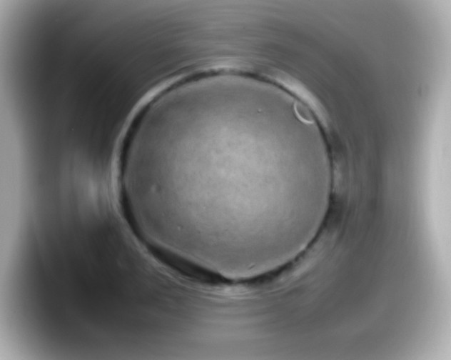X0000099940983200805231248