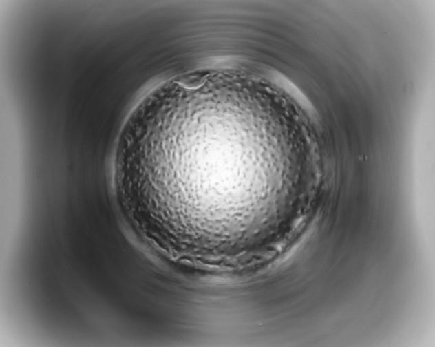 X0000099940994200805231248