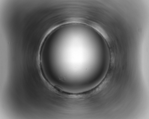 X0000099940996200805231248