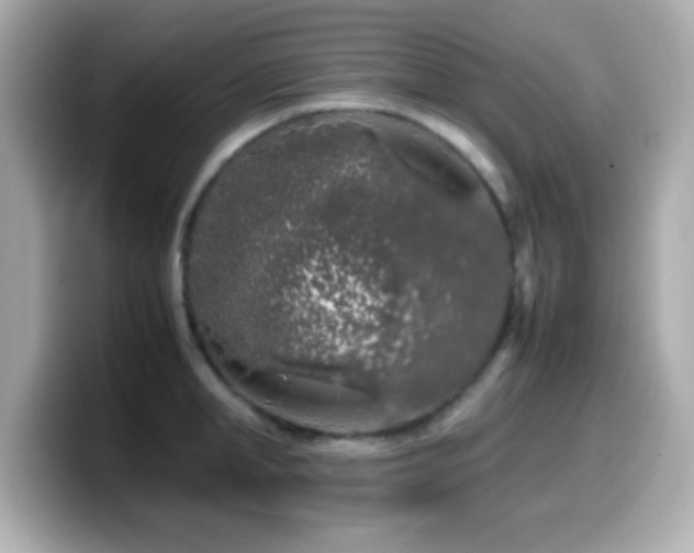 X0000099940998200805231247