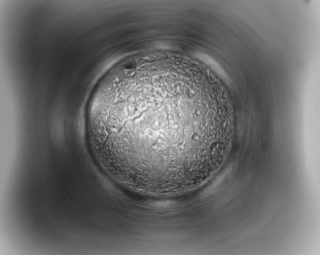 X0000099941031200805231247