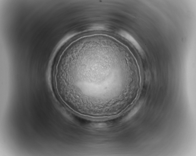 X0000099941043200805231247