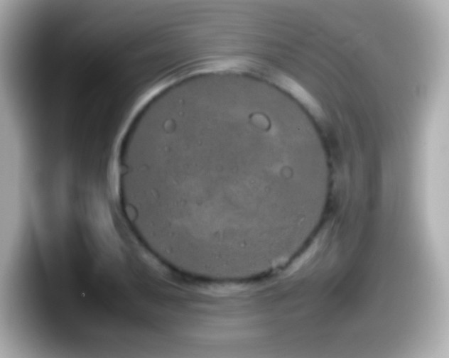 X0000099941079200805231246