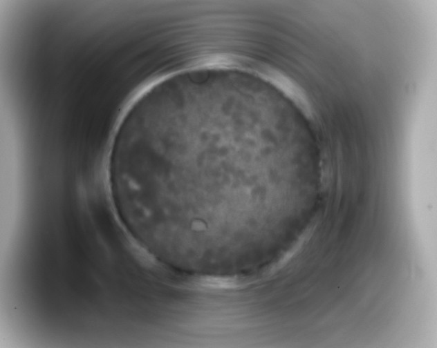 X0000099941086200805231246