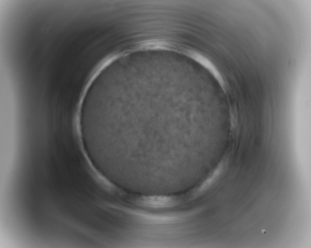 X0000099941090200805231246