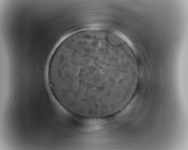 X0000099941091200805231246