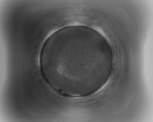 X0000099941173200805231245