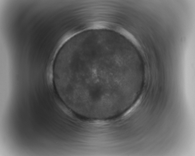 X0000099941226200805231244