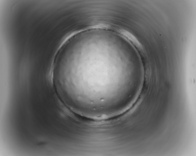X0000099941228200805231244