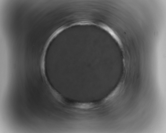 X0000099941229200805231244