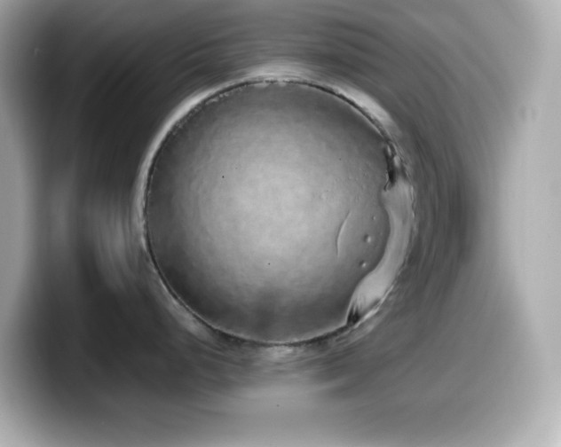 X0000099941248200805231245