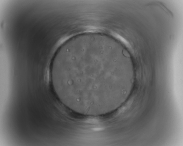 X0000099941267200805231244