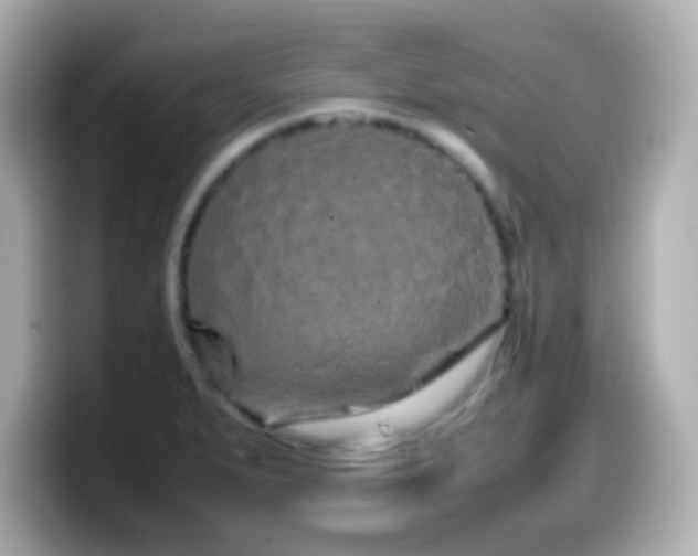 X0000099941279200805231244