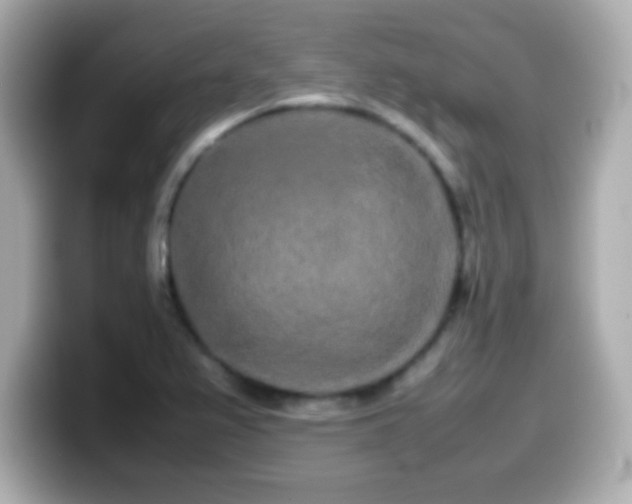 X0000099941367200805231242