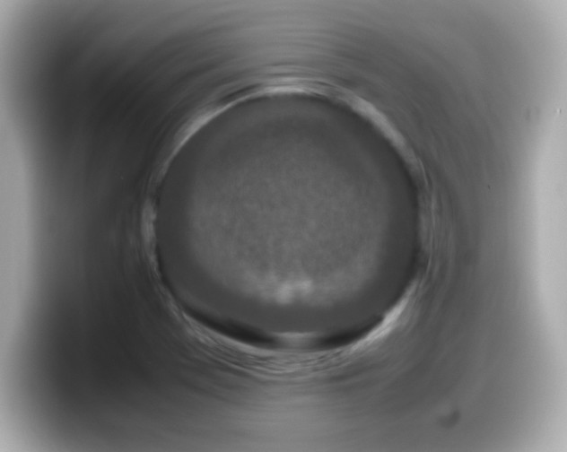 X0000099941369200805231242