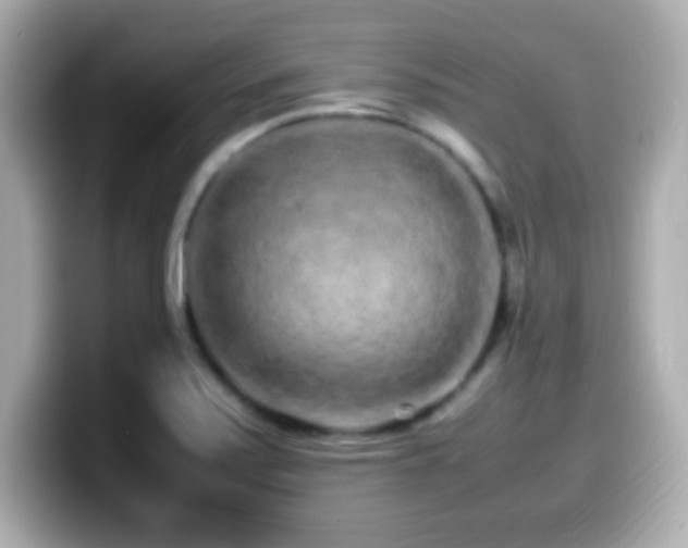 X0000099941371200805231242