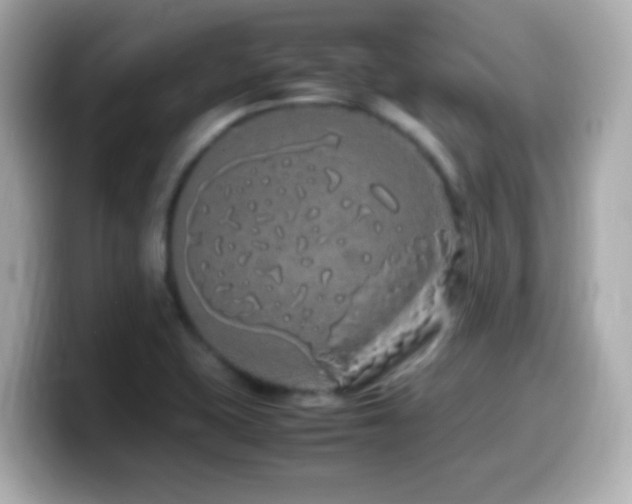 X0000099941415200805231242