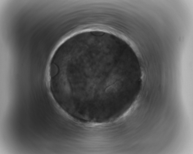 X0000099941522200805231241