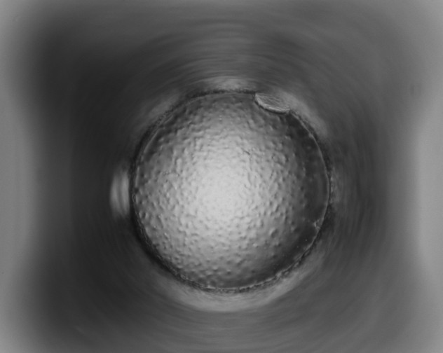 X0000099940014200805301226