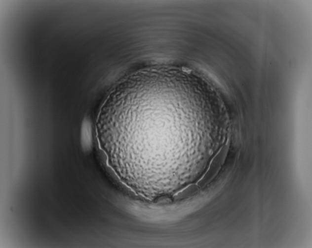 X0000099940022200805301226