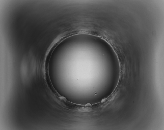 X0000099940102200805301225