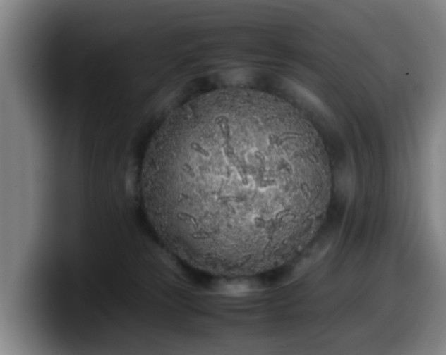 X0000099940181200805301224