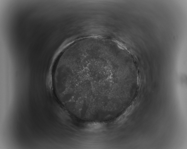 X0000099940198200805301223