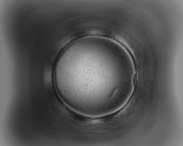 X0000099940249200805301222
