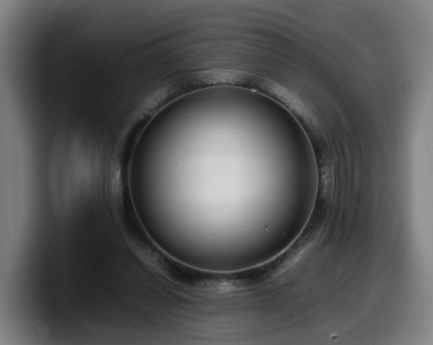 X0000099940254200805301223