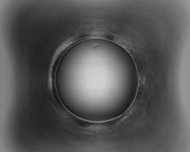 X0000099940294200805301222