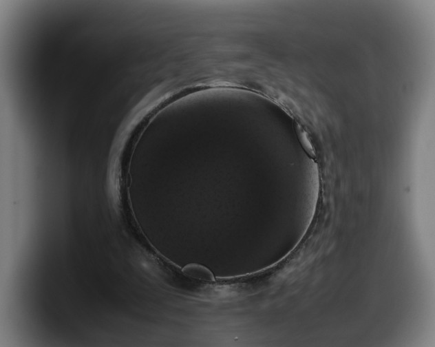 X0000099940295200805301222