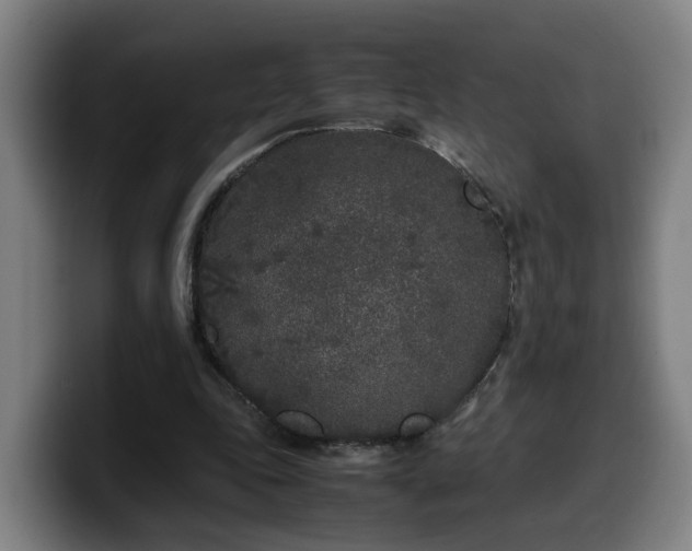 X0000099940343200805301221