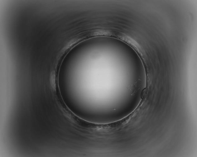 X0000099940345200805301221