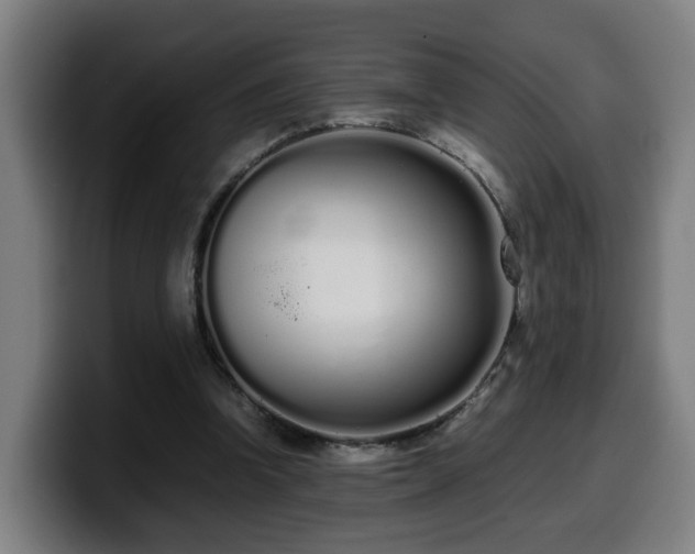 X0000099940346200805301221
