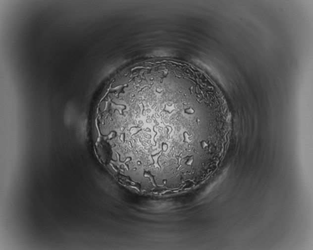 X0000099940351200805301221