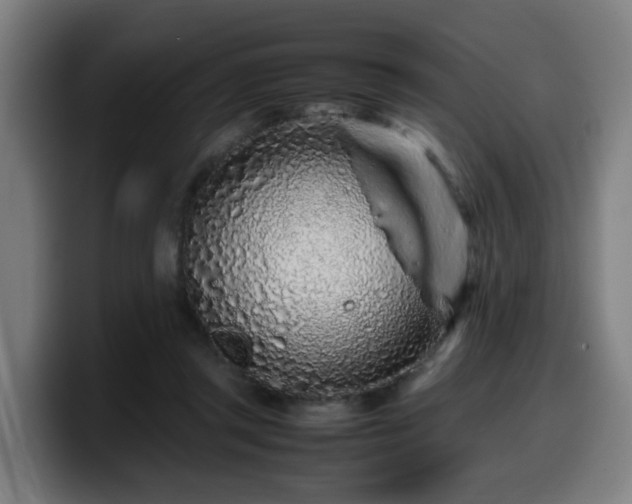 X0000099940357200805301221